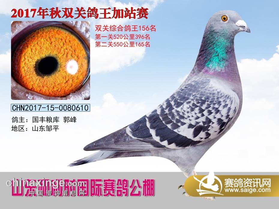 包头威业赛鸽公棚最新公告通知
